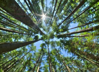 Is the carbon footprint of AI too big?