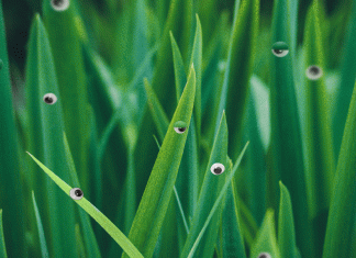 The field of natural language processing is chasing the wrong goal