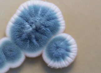 A Grim Reality of Reopening: More Mold