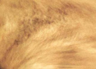 Gas spotted in Venus’s clouds could be a sign of alien life