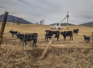 How technology can help Australia’s agricultural sector thrive – Independent Australia