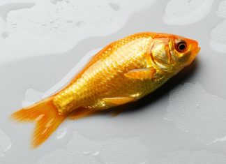 The Genome of Your Pet Fish Is Extremely Weird