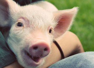 Want to help animals? Here’s where to donate your money.