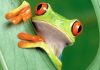 JFrog devops users freed from Docker Hub image-pull limits