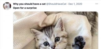 Open for a surprise: The endearing results of Twitter’s new image crop