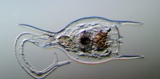 24,000 Years in Ice Still Didn’t Kill These Ancient Critters