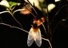 The Brood X cicadas are here — and yes, there’s an app for that