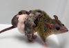 An albino opossum proves CRISPR works for marsupials, too