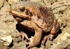 Nothing Can Eat Australia’s Cane Toads—So They Eat Each Other