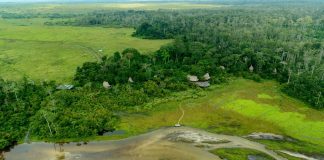 Billionaires like Jeff Bezos are throwing money at biodiversity. Will it work?