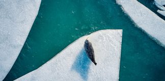 In a Tiny Arctic Town, Food Is Getting Harder to Come By