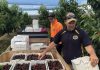 AgPick Technology moves into cherries – Fruitnet