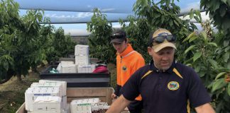 AgPick Technology moves into cherries – Fruitnet