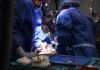 A gene-edited pig’s heart has been transplanted into a human for the first time