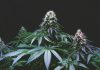 New Gene Technology Allows Growers To Boost THC Levels In Cannabis – Forbes