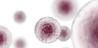 Prescient Therapeutics unveils high performance cell therapy technology CellPryme-M – Small Caps