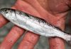 The Last-Ditch Effort to Save Wild Salmon