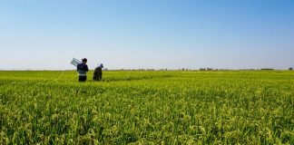 These scientists want to capture more carbon with CRISPR crops