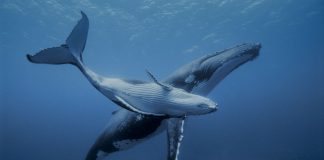 How tech is helping us talk to animals