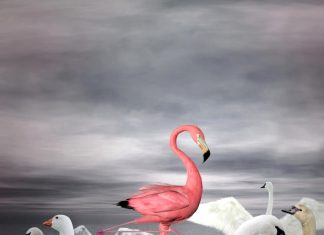 Android Studio Flamingo upgrades UI tooling
