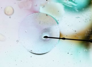 Scientists Turned Monkey Stem Cells Into ‘Synthetic Embryos’