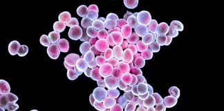 The Download: cancer-fighting bacteria, and ChatGPT in the classroom