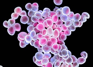 The Download: cancer-fighting bacteria, and ChatGPT in the classroom