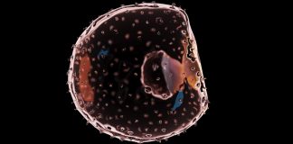 We can use stem cells to make embryos. How far should we go?