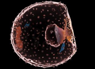 We can use stem cells to make embryos. How far should we go?