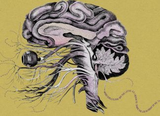 Brain scans can translate a person’s thoughts into words