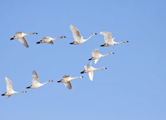 Understand the 3 major approaches to data migration