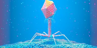 Why tiny viruses could be our best bet against antimicrobial resistance