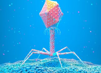 Why tiny viruses could be our best bet against antimicrobial resistance