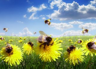 CloudBees readies cloud-native devsecops platform
