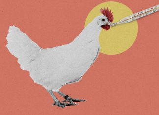 How gene editing could help curb the spread of bird flu