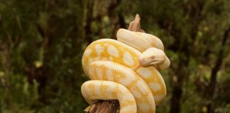 Python developers won’t let go of Python 2