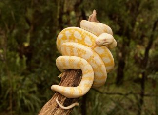 Python developers won’t let go of Python 2