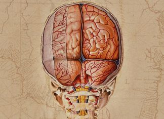 The Download: a new brain atlas, and using maths to make sense of nature