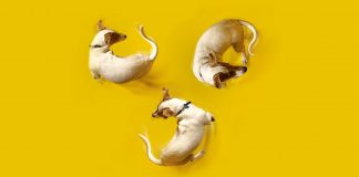 The Best Pet Cameras (2023): Treat Dispensing, Laser Pointer, and 360 Degrees