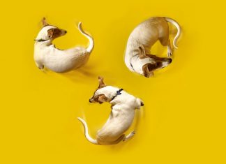 The Best Pet Cameras (2023): Treat Dispensing, Laser Pointer, and 360 Degrees