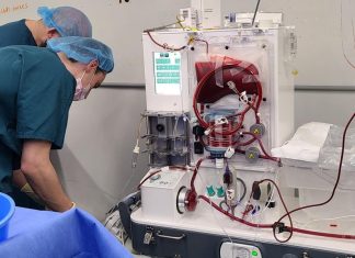 Donated bodies are powering gene-edited organ research