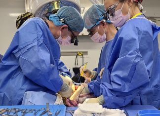 The Download: gene-edited pig liver transplants, and AI to fight apartheid