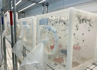 Uruguay wants to use gene drives to eradicate devastating screwworms