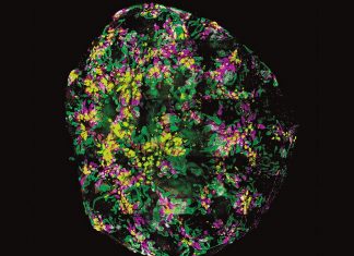 The Download: organoid uses, and open source voting machines
