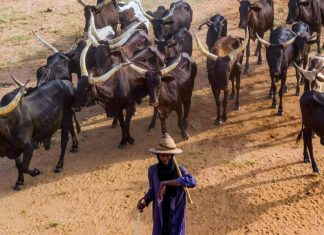 The Download: tech help for herders, and bacteria clean-ups