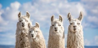 Meta eyes LLM dominance with new Llama 3 models