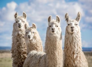 Meta eyes LLM dominance with new Llama 3 models