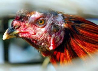New bird flu infections: Here’s what you need to know