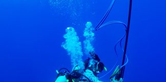 The way whales communicate is closer to human language than we realized