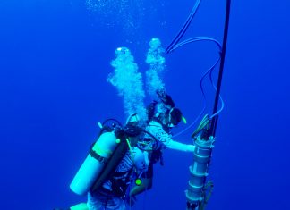 The way whales communicate is closer to human language than we realized